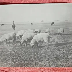 Fotografie, turma oi de rasa