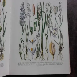 MIC ATLAS DE PLANTE - I. TODOR