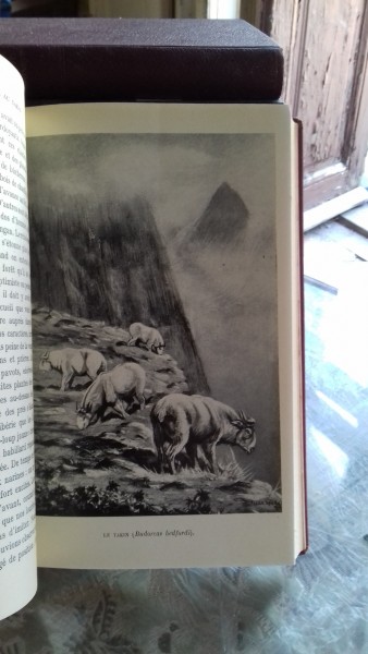 MES CHASSES EN CHINE - HAROLD FRANK WALLACE  (PARTIDELE MELE DE VANATOARE, IN CHINA)