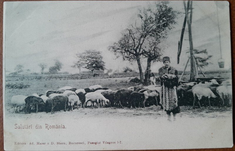 Carte postala, Cioban roma cu turma, inceput de secol XX