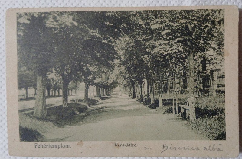 Carte Postala, Orasul Biserica Alba, Banatul de sud, Aleea principala, 1909