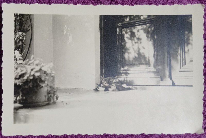 Fotografie, Oltenita, pisici odihnindu-se la intrarea unei case, 1937