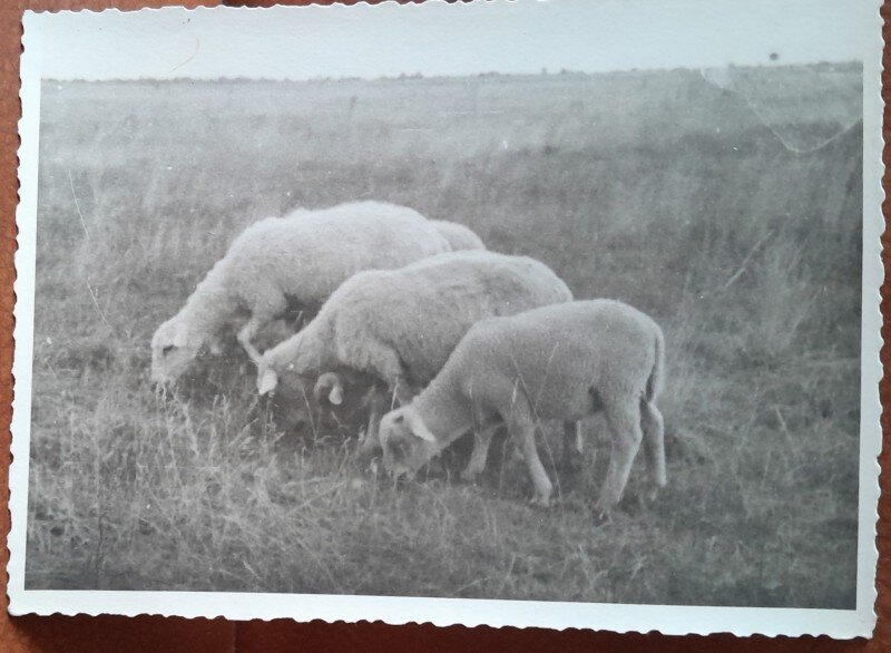 Fotografie, trei oite de rasa, la pasunat, perioada interbelica