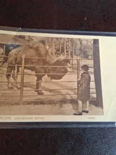 Carte postala alb negru , Hannover , Gradina Zoologica  - Circulata