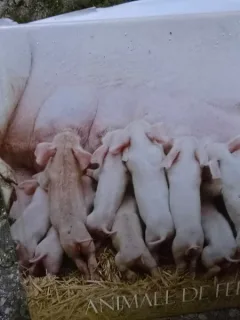 Animale de ferma - 1001 de fotografii