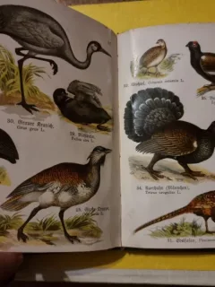 Atas pasari domestice in limba germană Schreibers Kleiner atlas der einheimischen vogel)
