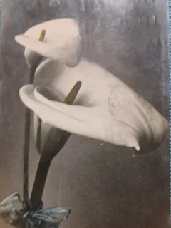 Carte postala, 1908