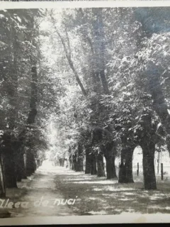 Carte postala, Breaza, Aleea de nuci, 1938