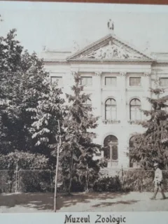 Carte postala, Bucuresti, Muzeul Zoologic, perioada interbelica