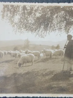 Carte postala, Cioban cu oile in muntii din Romania, perioada interbelica