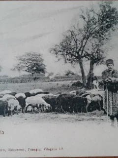Carte postala, Cioban roma cu turma, inceput de secol XX