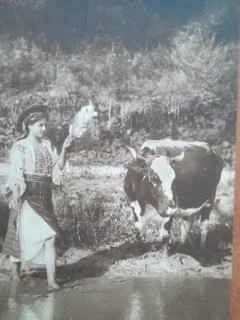 Carte postala, in Romania, fata in port popular, cu vaca, 1901