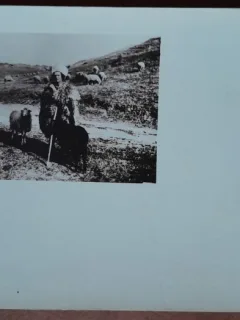 Carte postala, necirculata, cioban cu turma de oi, perioada interbelica
