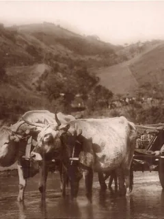 Carte postala circulata din perioada interbelica