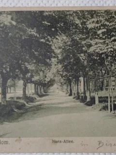 Carte Postala, Orasul Biserica Alba, Banatul de sud, Aleea principala, 1909