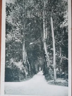 Carte postala, Ramnicul-Valcii, alee in Zavoi, perioada interbelica