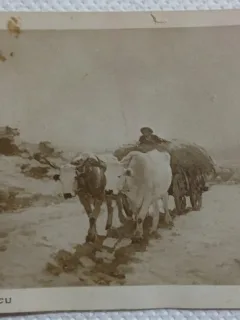 Carte postala, reproducere pictura Carul cu boi de Grigorescu