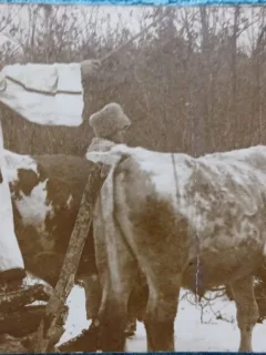 Carte postala, Romania, femeie in port popular romanesc, cu caruta cu boi, 1927