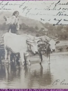 Carte postala, Romania, tarani imbracati in costume traditionale, cu carul cu boi, 1924
