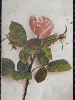 Carte Postala, Trandafir, 1925