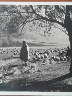 Carte postala, turma de oi in Romania, 1937