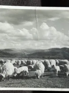 Carte postala, turma de oi, Romania perioada interbelica
