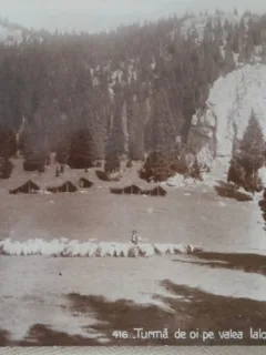 Carte postala, Turme de oi pe valea Ialomitei, Busteni, 1937