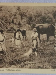 Carte postala, vacari din Romania, 1917