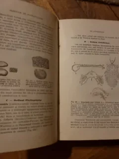 ELEMENTE DE PALEONTOLOGIE-NEVERTEBRATE- I.P. VOITESTI  1928