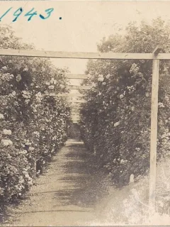 Fotografie din anul 1943