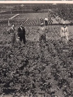 Fotografie din perioada interbelica
