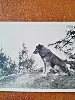 Fotografie lup