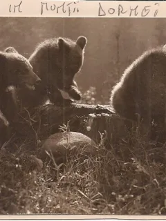 Fotografie reprezentand 3 pui de urs facuta in Muntii Dornei