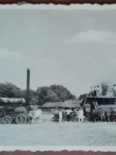 Fotografie, tarani la adunat fanul, in Romania, perioada interbelica