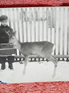 Fotografie tip carte postala, baiat hranind o caprioara, perioada intrebelica