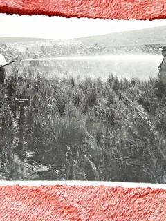 Fotografie tip carte postala, ministrul V. Nitescu in vizita de lucru la pepiniera Dezmir, 1933