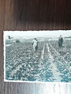 Fotografie tip carte postala, ministrul Voicu nitescu, necirculata