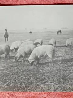 Fotografie, turma oi de rasa