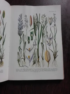 MIC ATLAS DE PLANTE - I. TODOR