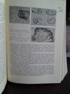 PATOLOGIA MEDICALA A ANIMALELOR DOMESTICE-VOL1 + 2- I. ADAMESTEANU