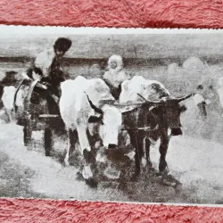 Carte postala, Car cu boi/Grigorescu