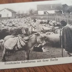 Carte Postala - Cioban cu oile