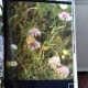 ALBUM MONOGRAFIC JUDETUL BRASOV