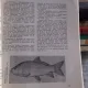 ALMANAHUL VANATORULUI SI PESCARULUI SPORTIV 1979