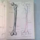 Anatomia lui Gray descriptiva si aplicata   vol.II
