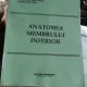 ANATOMIA MEMBRULUI INFERIOR - LUCIAN PODOLEANU