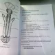 ANATOMIA OMULUI APARATUL GENITAL - G. LUPU