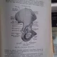 ANATOMIA OMULUI - V. RANGA