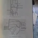 ANATOMIE DES MENSCHLICHEN KÖRPERS IM RÖNTGENBILD - ALBERT HASSELWANDER (ANATOMIA CORPULUI UMAN ÎN X-RAY)