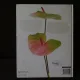 Anthurium
